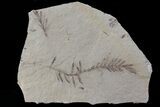 Metasequoia (Dawn Redwood) Fossil - Montana #79622-1